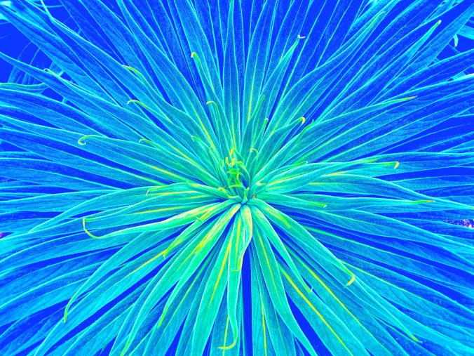 The key of life cover